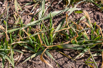 Destruction of wheat crops after frost. Drying of the forthcoming winter wheat crop from adverse weather conditions and heavy frosts in spring.