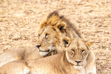 Close up of lion couple  in Ngorongoro crater resting after mating