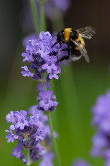 Honey bee feeds on lavender blossom
