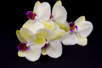 Kwitnąca orchidea kremowa