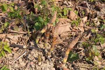 Delle piante di horsetail crescono nel terreno appena disboscato dall'uomo