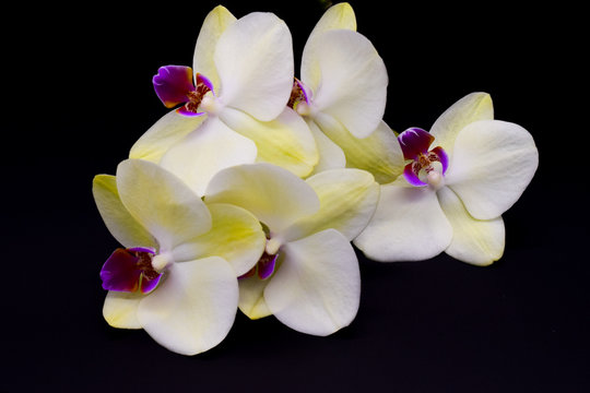 Kwiaty Orchidea Images – Browse 214 Stock Photos, Vectors, and Video |  Adobe Stock