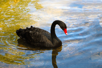 A beautiful black swan swims in a pond. A red beak swan.