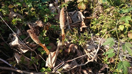 Delle piante di equisetum crescono nel terreno appena disboscato dall'uomo