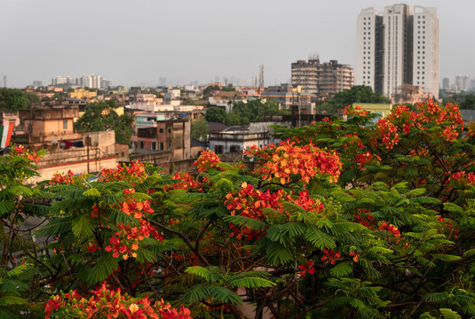 Top View Of A City With Red Flowers In Front