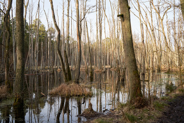 Swamps