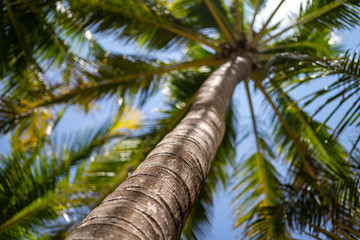 Palm tree against the blue clear sky