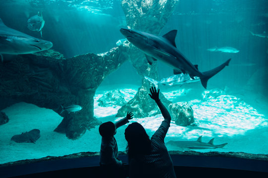 Mother and son admiring sharks in aquarium