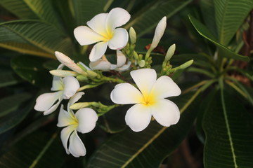Fototapeta na wymiar Tropical flower frangipani(plumeria) 
