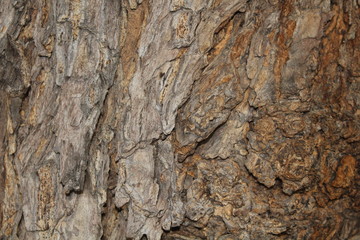 Tree bark  Colors are natural