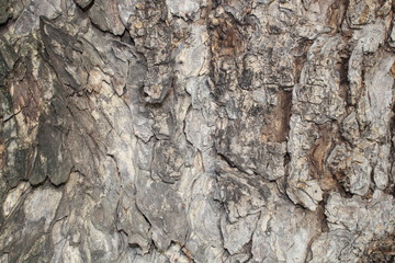 Tree bark  Colors are natural