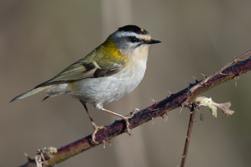 Sommergoldhähnchen
