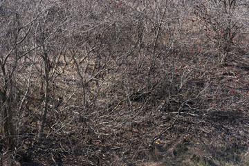 Fototapeta na wymiar Image of Leafless trees in a nature background with soil