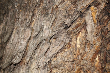 Tree bark  Colors are natural