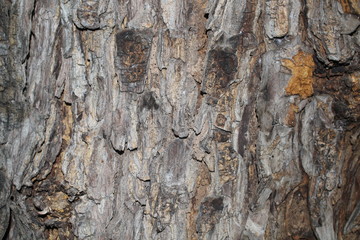 Tree bark  Colors are natural
