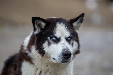 Angry Siberian Husky dog black and white color with blue eyes