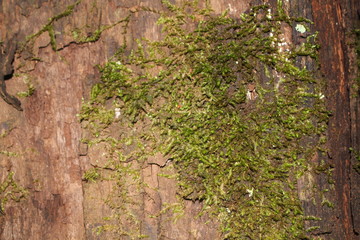 Green moss on the ground