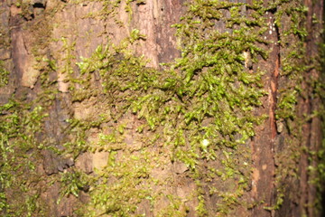 Green moss on the ground