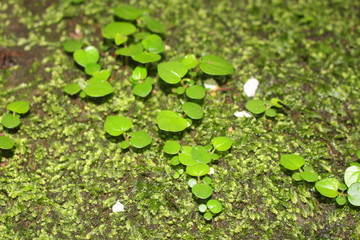 Green moss on the ground
