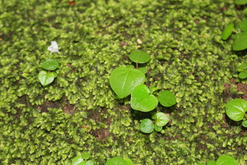 Green moss on the ground