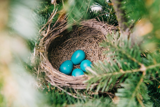 Four robin's eggs waiting to hatch
