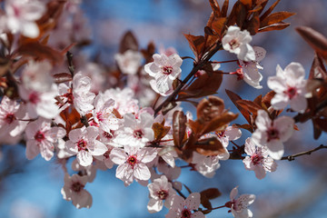 Sakura or Japanese cherry blossom blooms in spring season against blue sky.