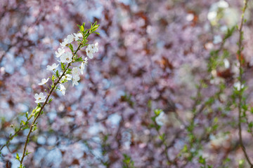 Sakura or Japanese cherry blossom blooms in spring season against blue sky.