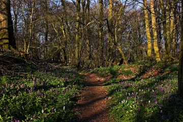 Wald mit blühendem Lerchensporn (Corydalis cava).
