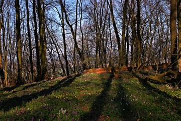 Naklejka premium Wald mit blühendem Lerchensporn (Corydalis cava).