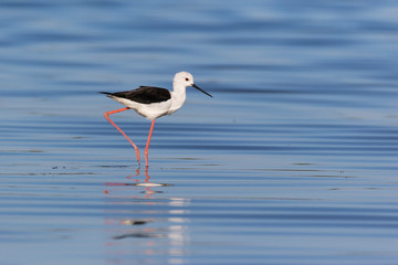 Black winged stilt bird walking in shallow water