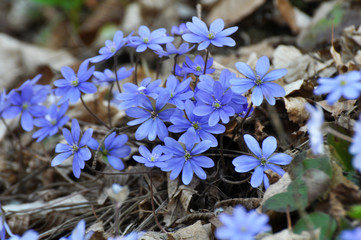 In spring, the Hepatica nobilis blooms in nature.