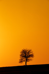Einsamer Baum bei Abendrot