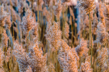 Dry reeds are highlighted by sunset with selective focus