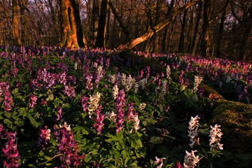Wald mit blühendem Lerchensporn (Corydalis cava).