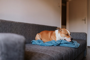 
Adorable brown dog breed American Stafford Terrier is lying on the bed