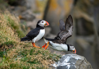 The Atlantic puffin, also known as the common puffin