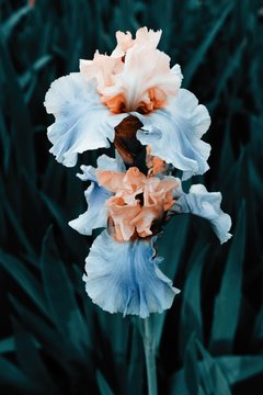 darky blooming