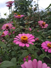 pink zinnia flowers in the garden