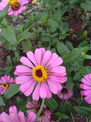 Obraz premium pink zinnia flower plant somewhere in India