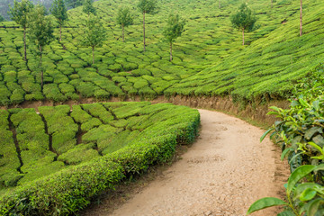 Fototapeta na wymiar Beautiful fresh green tea plantations landscape in Munnar, Kerala, India