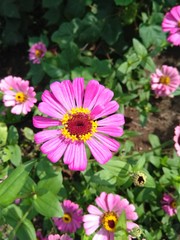 Obraz premium zinnia pink flower plant somewhere in India