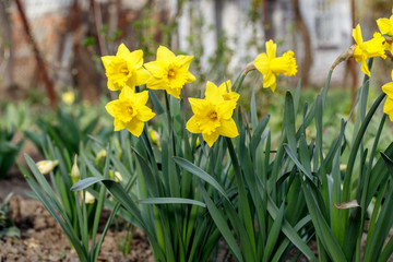 Obraz premium Yellow Narcissus - daffodil on a green background. Spring flower daffodil narcissus , close-up in the garden