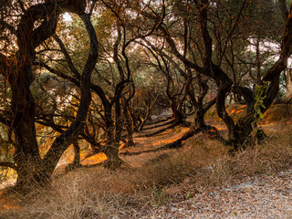 Ollve trees on Corfu Island, Greece
