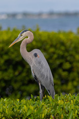 Great Blue Heron
