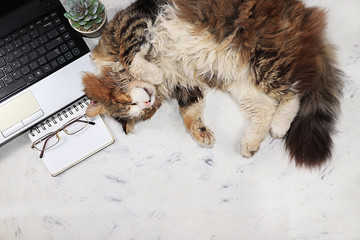 Home office, sleeping cat on the computer, stay home concept, comfortable atmosphere for working at home