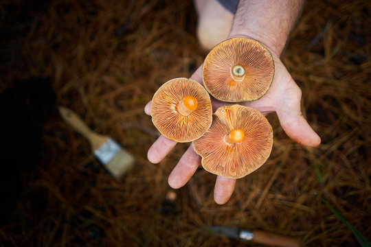 Foraged Saffron Milk Cap Mushrooms