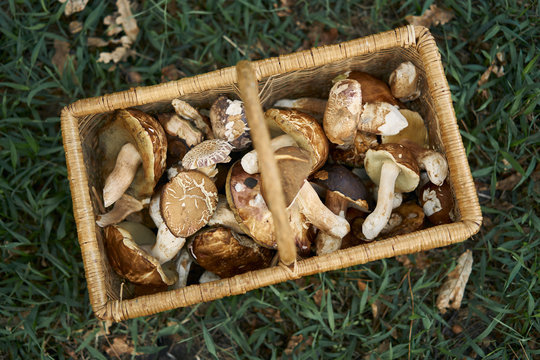 A basket of foraged mushrooms