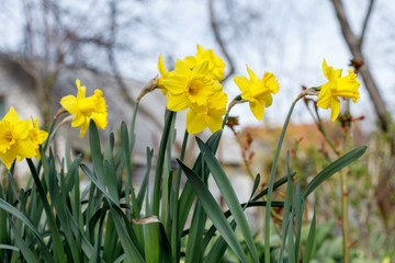 Yellow Narcissus - daffodil on a green background. Spring flower daffodil narcissus , close-up in the garden