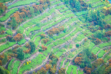 Vineyards on the slopes of the Cinque Terre Reserve, in Italy