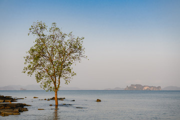 Beautiful lonely tree and stones at sea